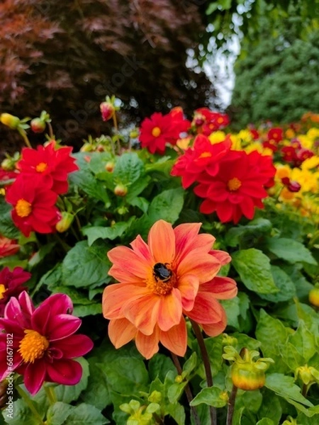 Obraz Bee on orange flower