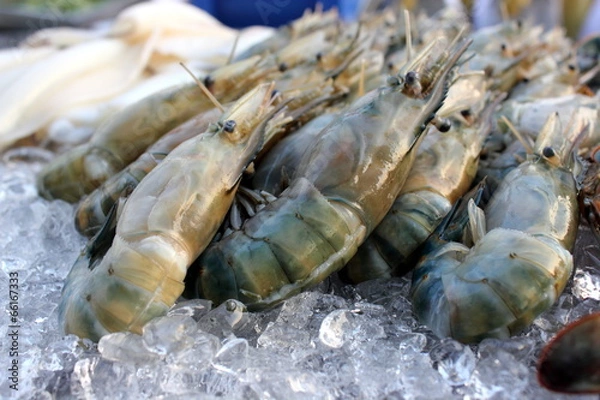 Obraz Many Black tiger prawn