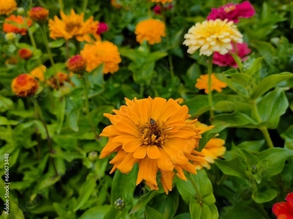 Obraz Bee on yellow flower