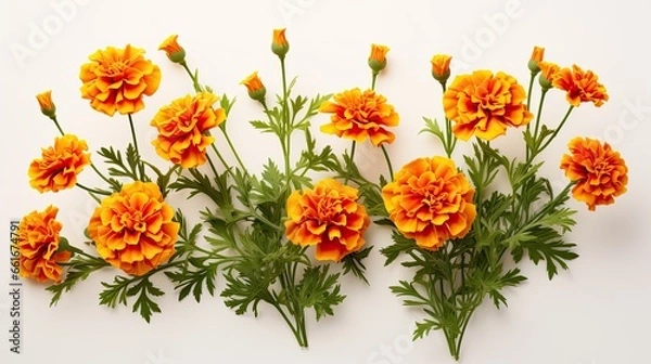 Fototapeta Portrait beautiful marry goldflower isolated on white background AI Generative