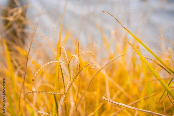 Obraz Selective focus and close up of yellow grass in autumn