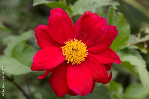 Obraz RED FLOWER WITH BEE