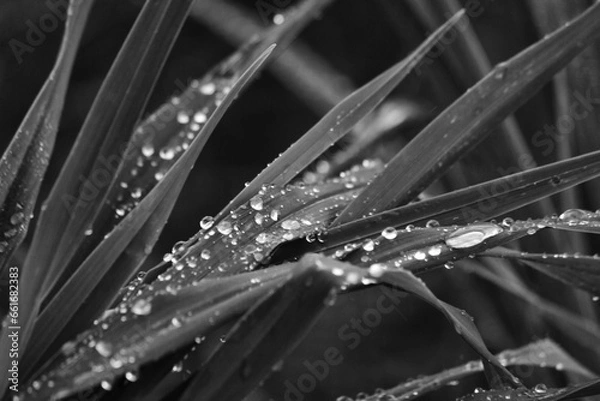 Obraz DEW PLANT CLOSE UP