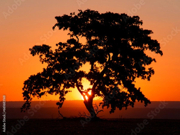 Obraz SAVANNA SUNSET SUN