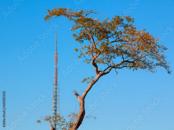 Fototapeta TREE TOWER