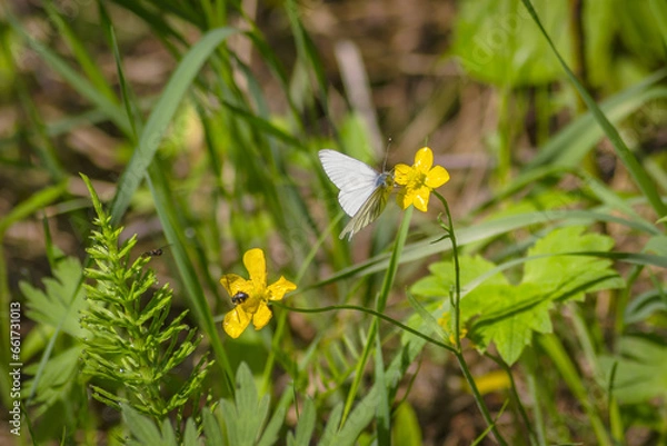 Obraz bee on yellow flower