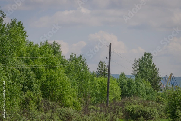 Obraz lines in the forest