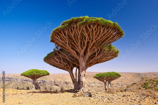 Obraz socotra dixam