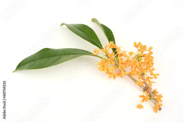 Fototapeta キンモクセイ