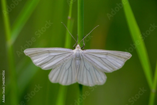 Obraz Ein scheuer siona lineata, Hartheu Spanner auf einem Grashalm.
