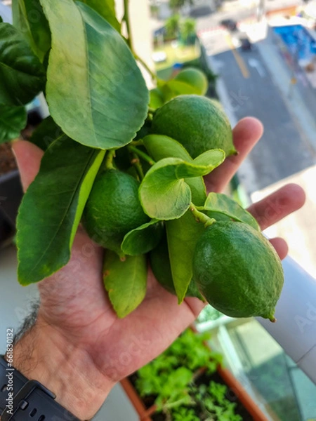Obraz lemon Tahiti organic planted in pot
