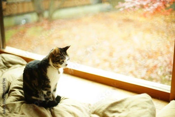 Fototapeta 紅葉を背景にくつろぐキジ猫