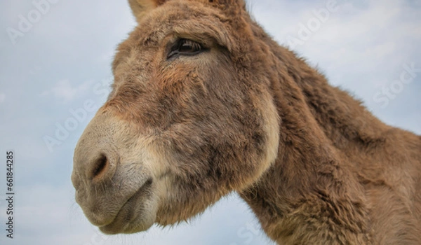 Fototapeta Portrait of donkey on a farm with overcast sunset sky.
