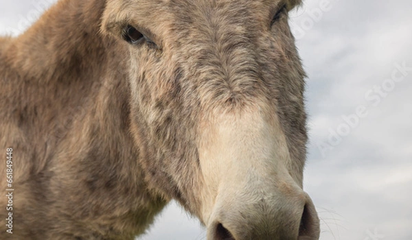 Fototapeta Portrait of donkey on a farm with overcast sunset sky.