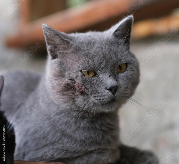 Fototapeta A mongrel disgruntled cat with a torn cheek, side view. The wound is untreated. The topic of diseases and injuries of pets and veterinary medicine.