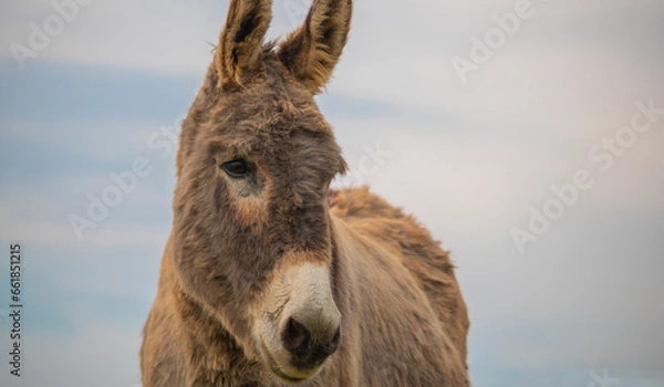 Fototapeta Portrait of donkey on a farm with overcast sunset sky.