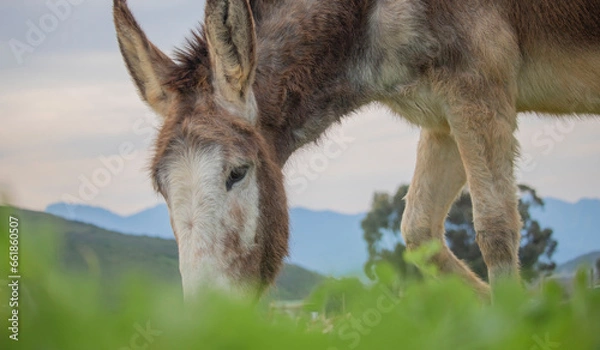 Fototapeta Donkey eating grass on a farm with mountains in the background.