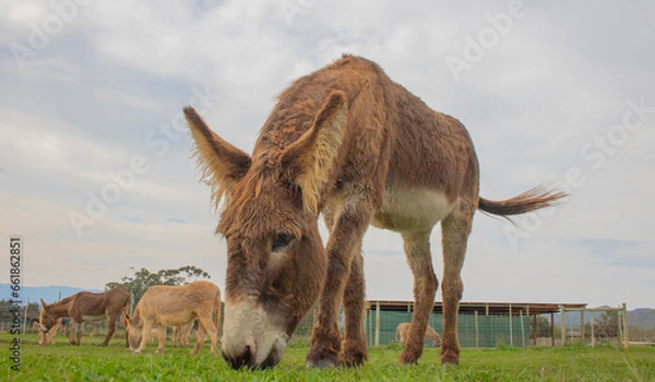 Fototapeta Brown donkeys eating grass on a farm with a shed in the background.