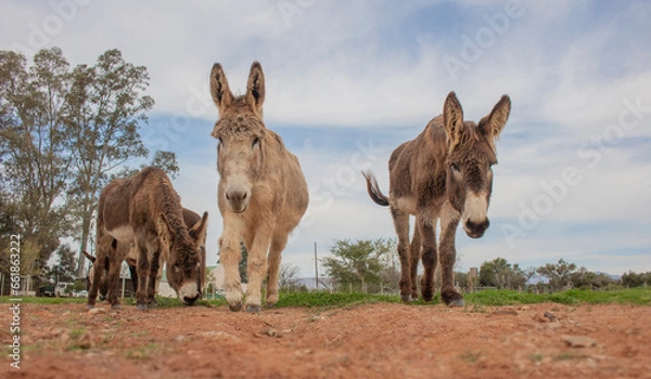 Fototapeta Brown donkeys on a farm walking with cloudy blue sky in the background.