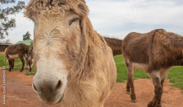 Fototapeta Close up of donkey with closed eyes and brown donkeys in the background on a farm.