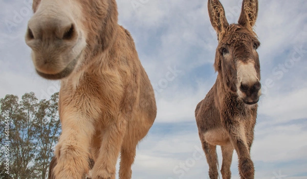Fototapeta Close up of brown donkeys on a farm walking with cloudy blue sky in the background.