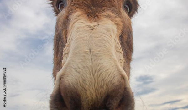 Fototapeta Close up portrait of a donkey on a farm with overcast sky.