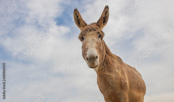 Fototapeta Portrait of donkey on a farm with overcast blue sky.