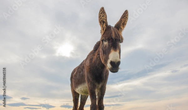 Fototapeta Portrait of donkey on a farm with overcast sunset sky.