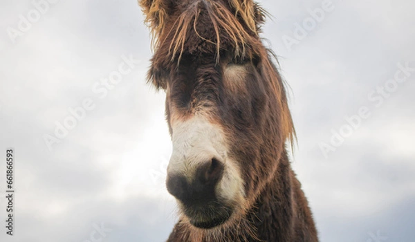 Fototapeta Close up portrait of a donkey on a farm with overcast sunset sky.