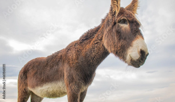 Fototapeta Portrait of donkey on a farm with overcast sunset sky.