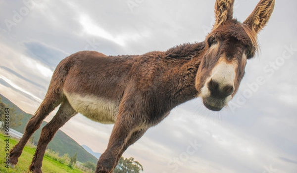 Fototapeta Portrait of donkey on a farm with overcast sunset sky.