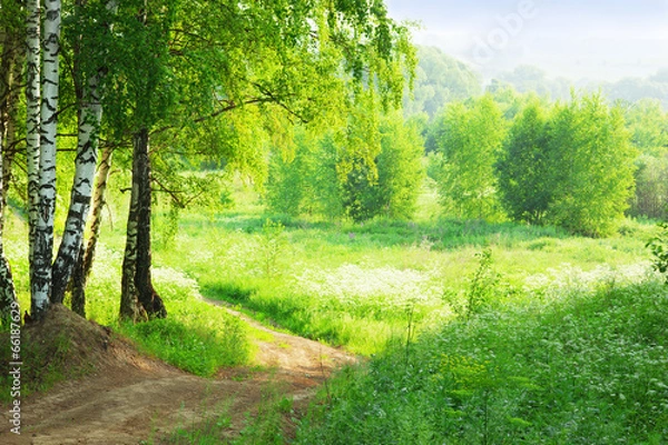 Obraz forest birch