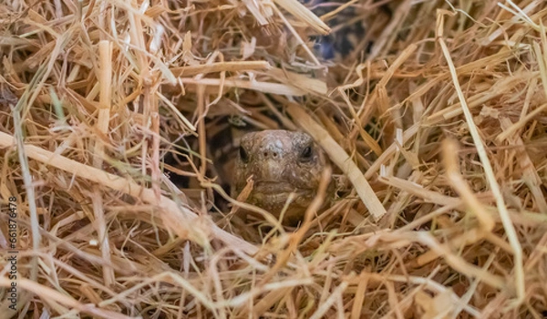 Fototapeta Close up of a baby Leopard Tortoise in hay.