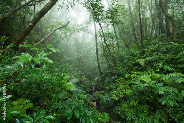 Obraz やんばるの森林