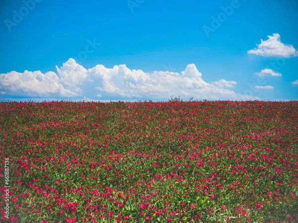 Fototapeta Red flower hill field with blue sky and clouds in background