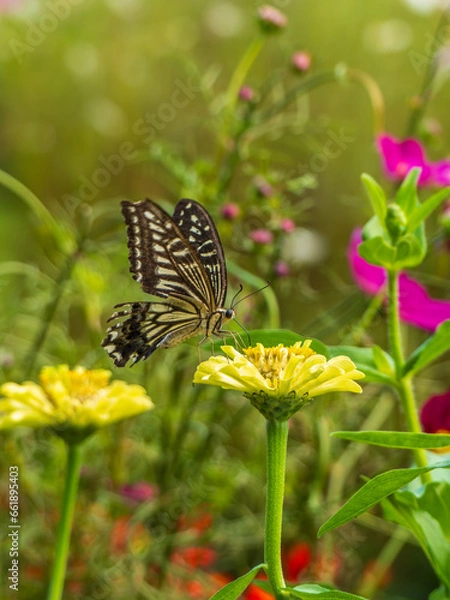 Fototapeta アゲハ蝶とお花と