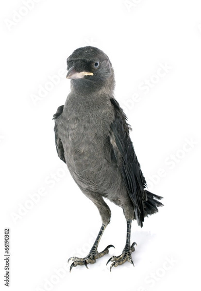 Obraz Western jackdaw