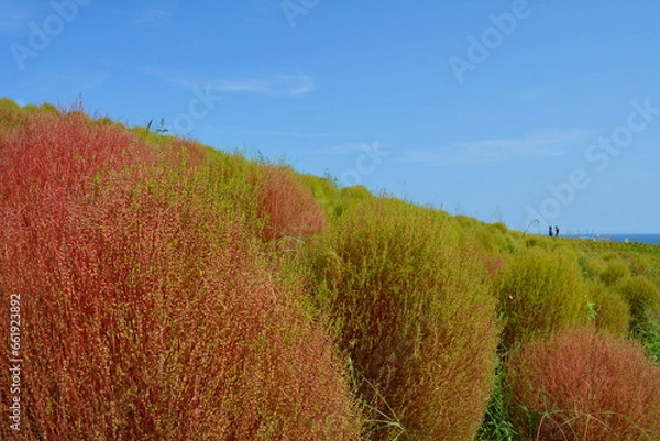 Obraz コキアの木