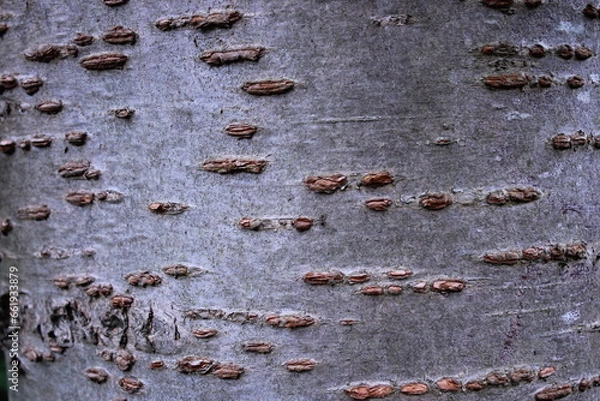 Fototapeta Close up picture of cherry tree trunk bark texture