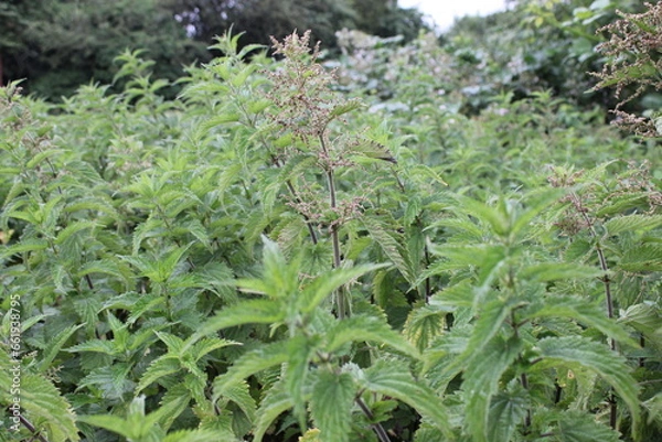 Fototapeta A group of wild stinging nettles also known as Urtica Dioica