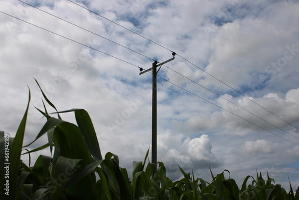 Fototapeta Three phase overhead powerline in a corn field UK