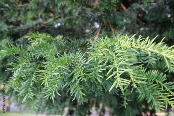 Fototapeta Close up of the leaves from a Taxus baccata Repandens tree commonly known as the Rependans Yew