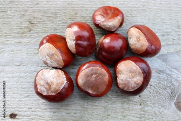 Fototapeta Bunch of conkers laying on a wooden table, Up close perspective