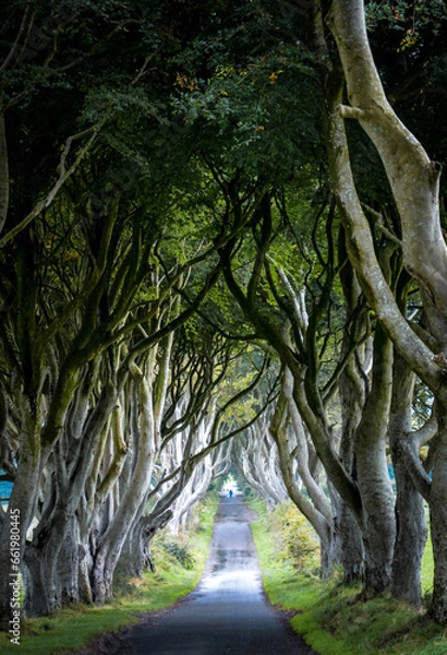 Fototapeta The Dark Hedges