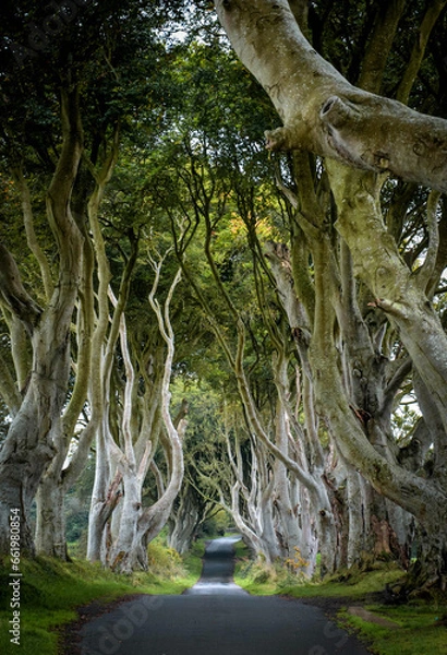 Fototapeta The Dark Hedges