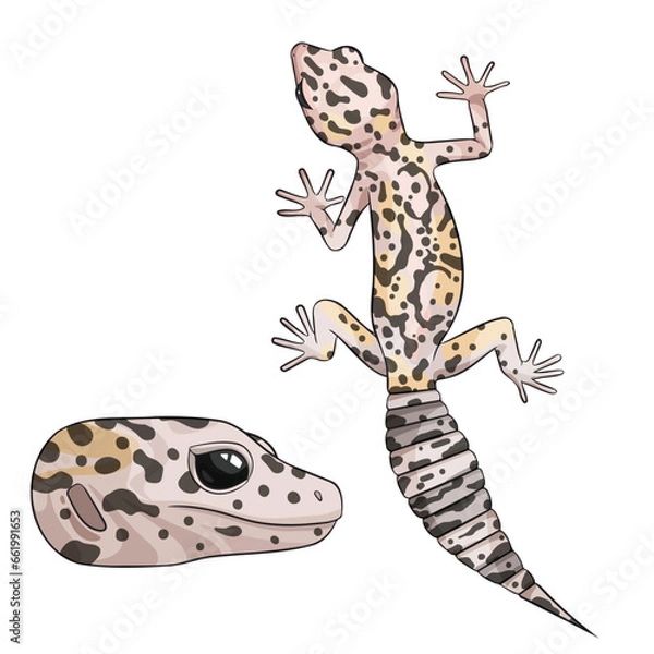 Fototapeta Vector illustration of an eublepharis leopard gecko Mack snow