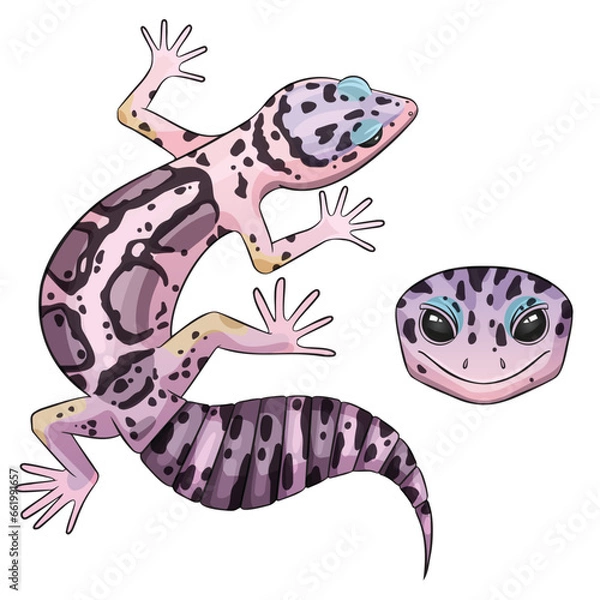 Fototapeta Vector illustration of an eublepharis leopard gecko Mack snow