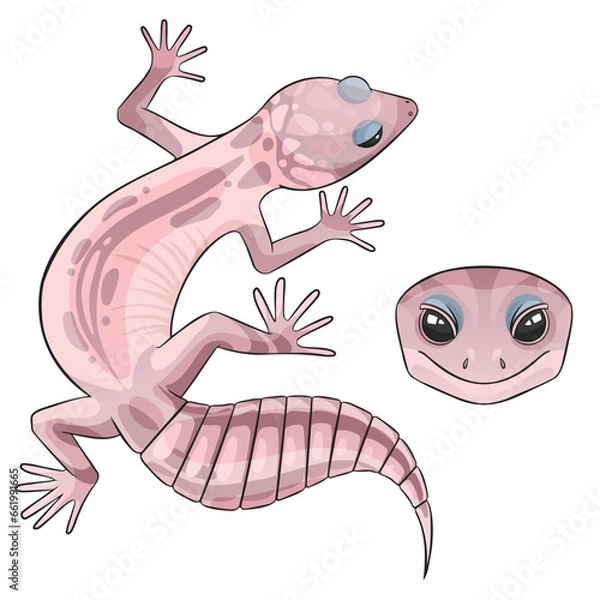 Fototapeta Vector illustration of an eublepharis leopard gecko  Blizzard