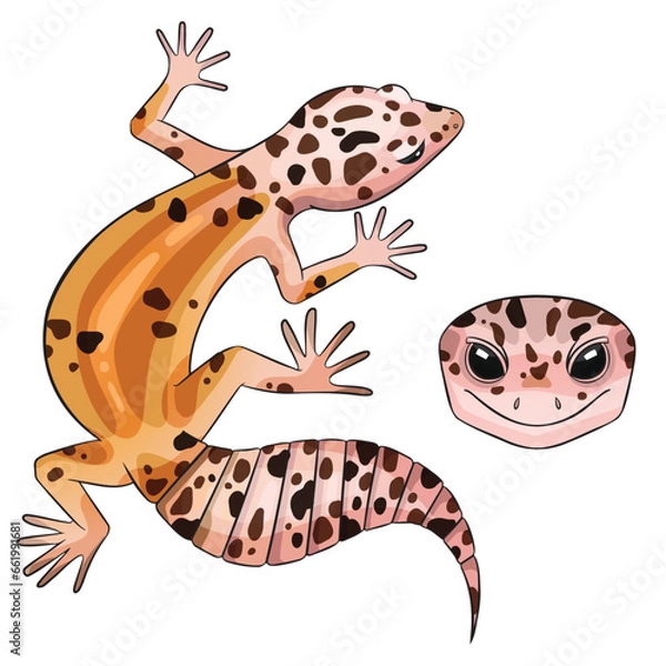 Fototapeta Vector illustration of an eublepharis leopard gecko White and yellow