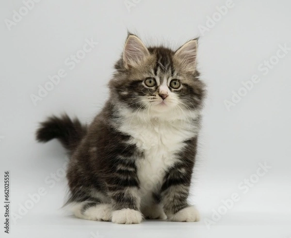 Obraz Siberian kitten on a white background